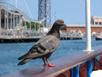The port pigeon