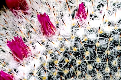 Flowering Cactus