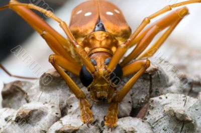 Tropical Rainforest Longhorn Beetle