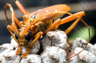 Tropical Rainforest Longhorn Beetle