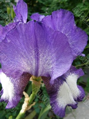 flower of an iris