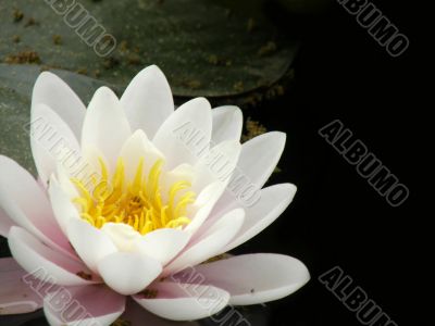 water lily
