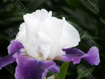 flower of an iris