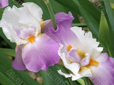 flower of an iris