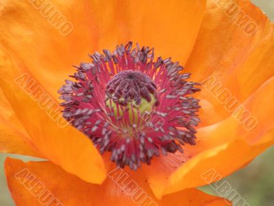 flowers of a poppy.