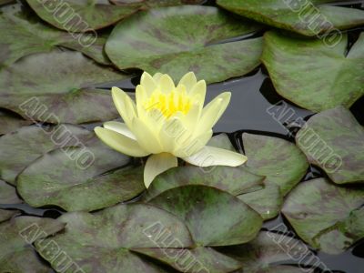 water lily
