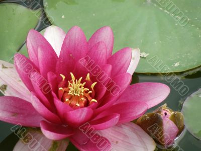 water lily