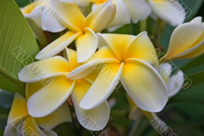 Frangipani yellow white