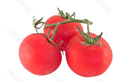 trio cluster of tomatoes on white trio cluster of tomatoes on white