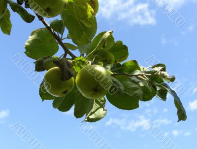 Apple Tree