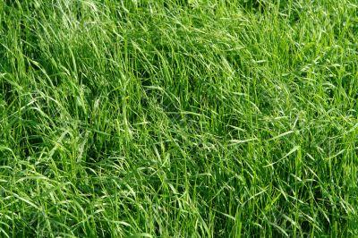 GREEN GRASS GREEN GRASS