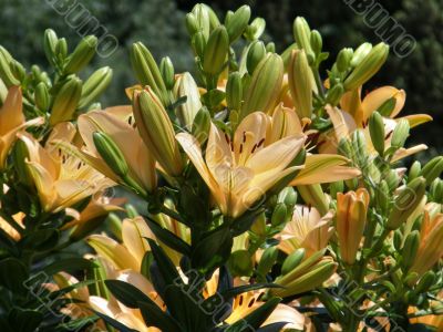 tropical flowers. tropical flowers.
