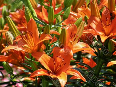 tropical flowers.