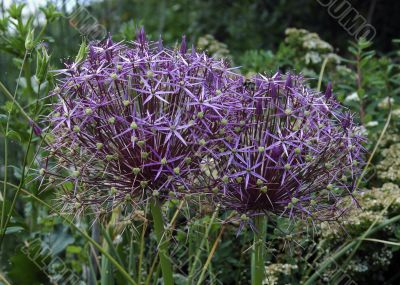 Allium