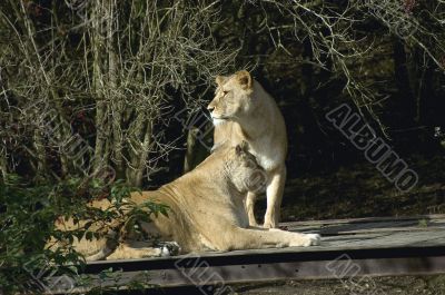 Two lions
