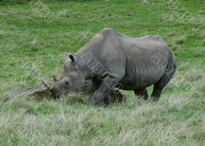 Rhino