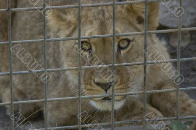 lioness behind bars
