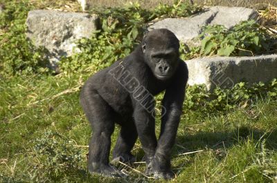 Gorilla