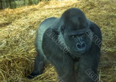 Gorilla