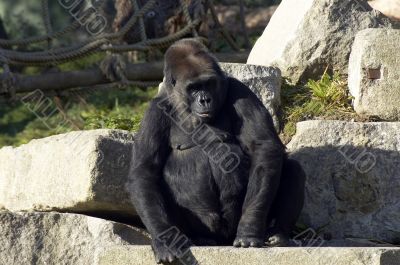 Gorilla