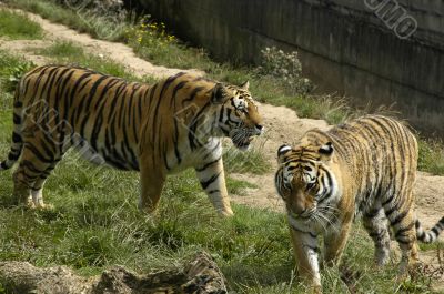 two tigers