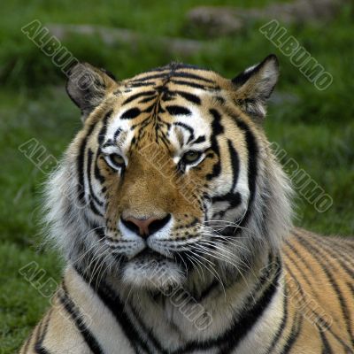 Tiger portrait