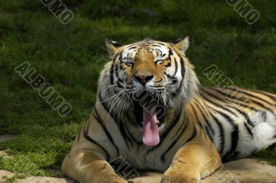 Yawning tiger