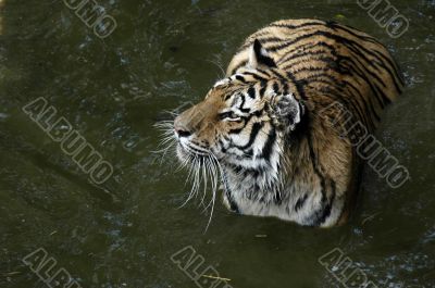 Tiger in water