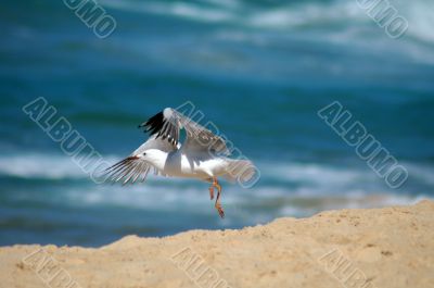 flying seagull