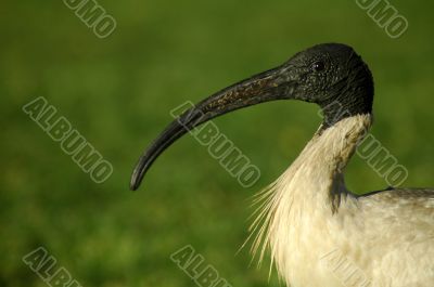 australian white ibis