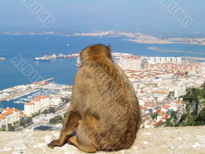 Barbary Ape