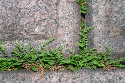 Young ferns