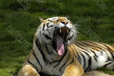Yawning tiger