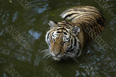 Tiger in water