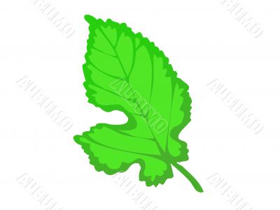  Green leaf illustration, summer,isolated