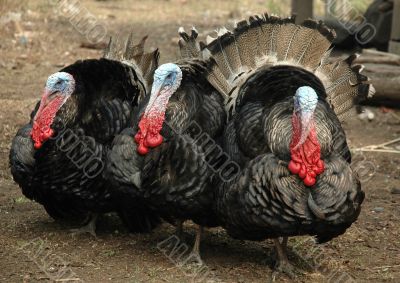 Turkey cocks