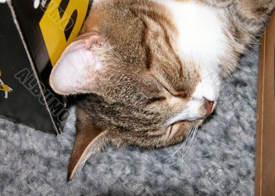 Chiba Cat sleeping between 2 boxes