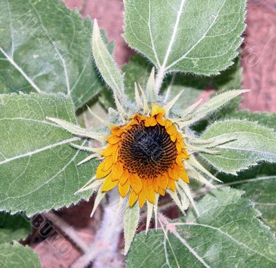  Sunflower just starting to open up