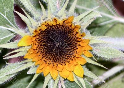  Sunflower just starting to open