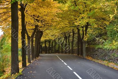 Autumn avenue