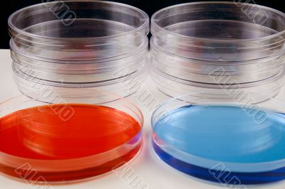 Petri dishes in a laboratory
