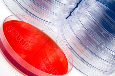 Petri dishes in a laboratory