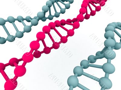 gene in DNA.