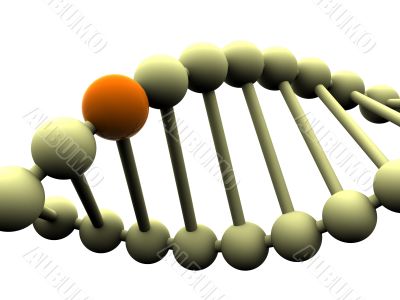 gene in DNA gene in DNA