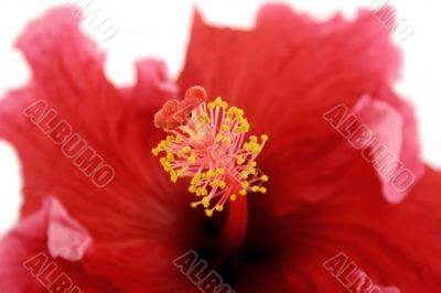 Stamen Of Hibiscus 1