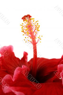 Stamen Of Hibiscus 2
