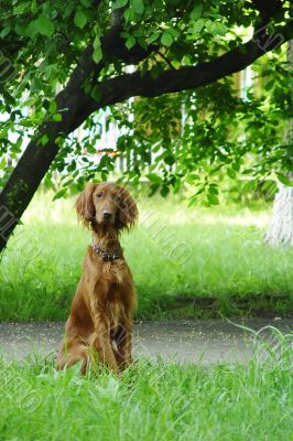 irish setter