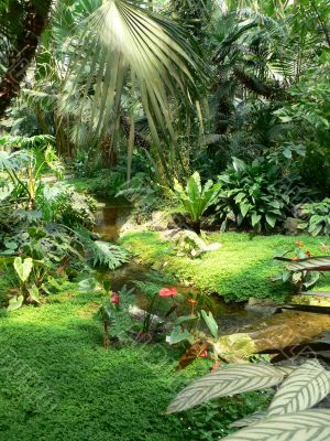 Ferns &amp; tropical stream