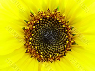 Sunflower macro