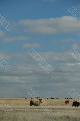 Cattle, big sky